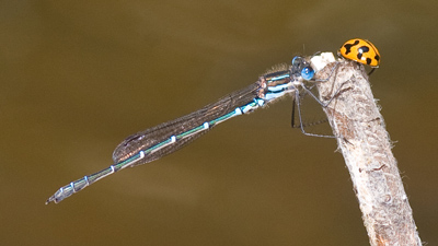 Austrolestes psyche